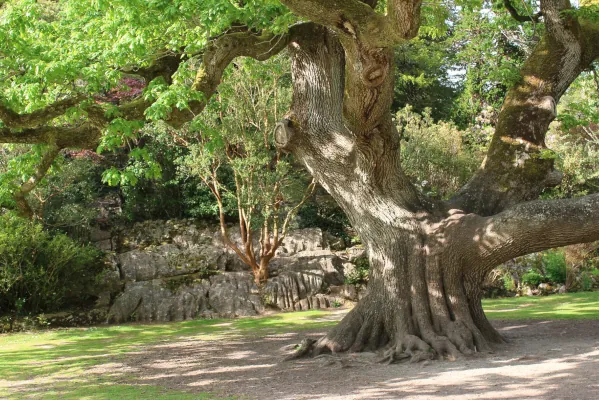 Last van onzekerheid, angst of onrust? Grote kans dat beter aarden je helpt boomwortels-aarden